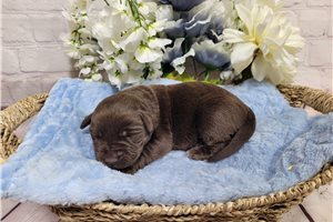 Dakshi - Labrador Retriever for sale