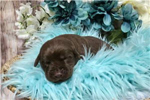 Vako - puppy for sale