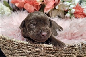 Natasha - puppy for sale