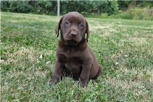 Lela - Labrador Retriever for sale