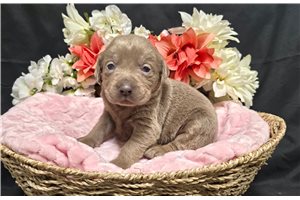 Naralee - Labrador Retriever for sale