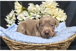 Nelson - Labrador Retriever for sale