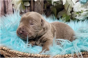 Nick - puppy for sale