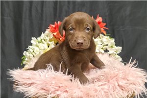 Edith - Labrador Retriever for sale