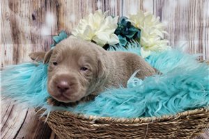 Landon - puppy for sale