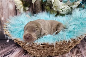 Nelson - puppy for sale