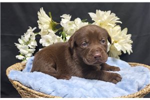 Nedd - Labrador Retriever for sale