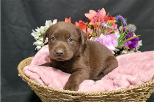 Vanda - puppy for sale