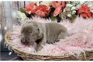 Naomi - puppy for sale