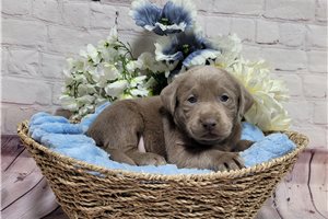 Lincoln - Labrador Retriever for sale