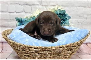 Farley - Labrador Retriever for sale
