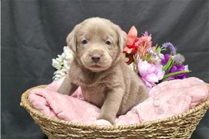 Valentina - Labrador Retriever for sale