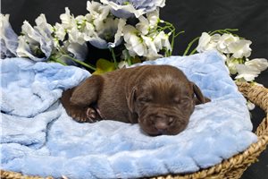 Falstaff - puppy for sale