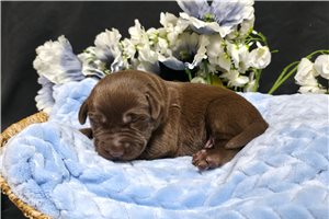 Fargo - Labrador Retriever for sale