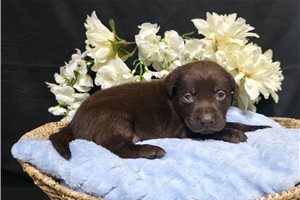 Naveen - Labrador Retriever for sale