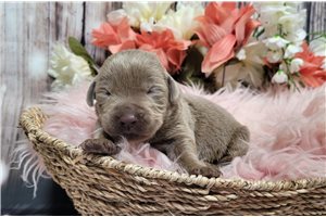 Naralee - puppy for sale