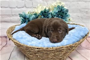 Fargo - Labrador Retriever for sale