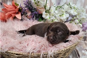 Lauren - puppy for sale