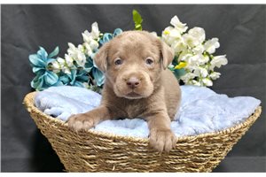 Vandal - Labrador Retriever for sale