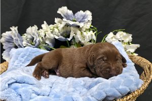 Fabian - Labrador Retriever for sale