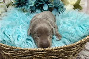Van Gogh - Labrador Retriever for sale