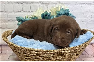 Fabian - Labrador Retriever for sale