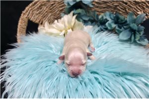 Rico - puppy for sale