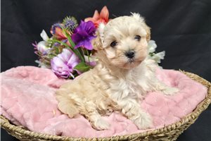 Risa - Malti Poo - Maltipoo for sale