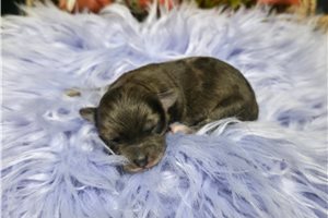 Ripley - puppy for sale