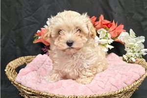 Risa - Malti Poo - Maltipoo for sale