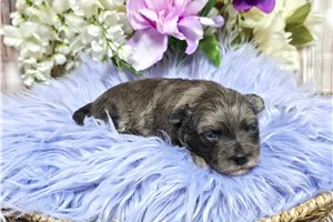 Ripley - Malti Poo - Maltipoo for sale