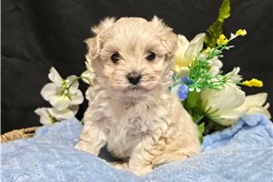 Rico - Malti Poo - Maltipoo for sale