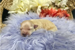 Risa - Malti Poo - Maltipoo for sale