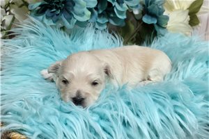 Rico - Malti Poo - Maltipoo for sale