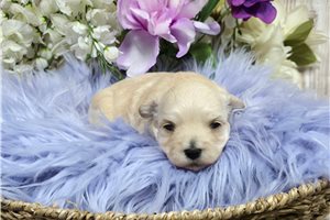 Risa - Malti Poo - Maltipoo for sale