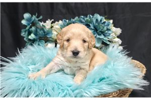 Caiden - Goldendoodle, Mini for sale