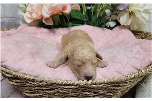 Cadence - Goldendoodle, Mini for sale