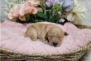 Cabaret - Goldendoodle, Mini for sale