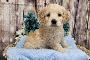 Caiden - Goldendoodle, Mini for sale