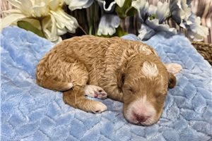 Toby - Mini Goldendoodle for sale