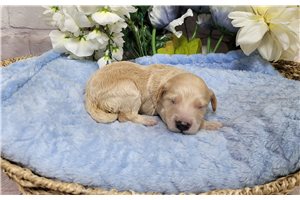 Caesar - Goldendoodle, Mini for sale