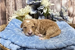 Todd - puppy for sale