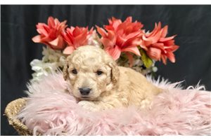 Cadence - Goldendoodle, Mini for sale