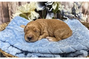 Turk - puppy for sale