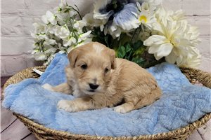Gabe - puppy for sale