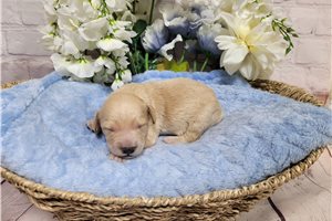 Caiden - Goldendoodle, Mini for sale