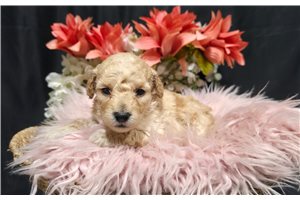Cadette - Goldendoodle, Mini for sale