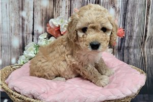Cabaret - Goldendoodle, Mini for sale