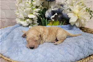 Cabo - Goldendoodle, Mini for sale