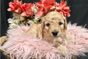 Cabaret - Goldendoodle, Mini for sale